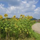 ◆(사진)시흥갯골생태공원 해바라기 & ◆선학동 메밀꽃 & ◆솟대와 댑싸리가 있는 풍경 이미지