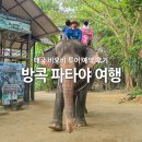 태국 방콕 파타야 여행 비오비 투어 예약 후기