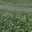 삼영목장 이미지