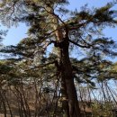 소나무카부분정비 | 강원도 영월 청령포 입장료 주차장 정보 가족여행으로 아이들과 함께 다녀온 후기