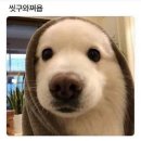 하얀강아지 이미지