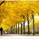 은행나무길 이미지