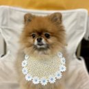 눈이부시개 이미지