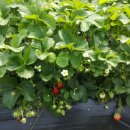 건양농장 이미지