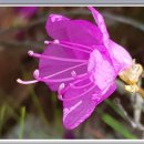 개나리꽃민박 이미지