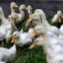 삼성조류 이미지