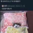 분당모소리