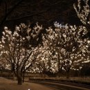 원조할머니 낙지센타 이미지