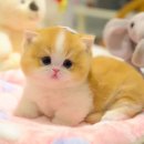 울산고양이분양 모나미네코 울산본점 | 울산에서 건강한 아깽이 입양? 깨끗한 고양이분양 전문점 후기!