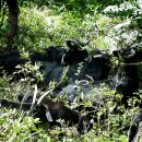 약산흑염소삼문산농장 이미지