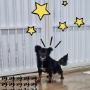 팅커벨 이미지
