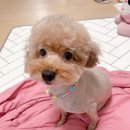 채리애견샵 이미지