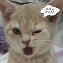 (주)농협사료 R&D센터 | 직장인일상: 연구 간호사투잡, 연봉협상, 재택근무