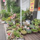 도원동동식당 이미지