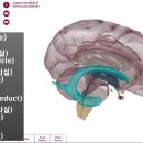 신경계의 구조 이미지