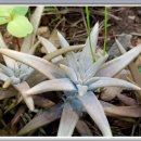 바위솔민박 이미지