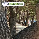 강변(소공원) | 경남 하동 가볼 만한 곳 하동송림공원 섬진강 트레킹 코스