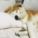 댕댕이# 이미지