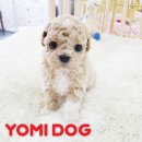 군자애견 이미지