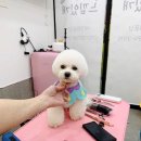 느낌있개 이미지