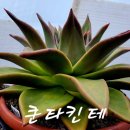 쿤타킨테 이미지