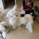 하울팟 부산케어센터 이미지