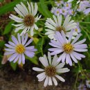 9월 9일의 탄생화 : 갯개미취(Michaelmas Daisy) 이미지