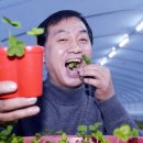 클로버농장 이미지