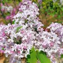 보랏빛향기 이미지