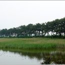 소나무 - 울릉군 도동1길 35-3 | 소나무