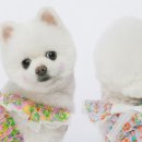 봉주르독 이미지