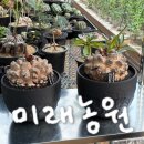 다육사랑화원 | 고양시 아프리카식물 미래농원, 구갑룡 매력에 빠짐! 식소남도 다녀감