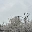 중랑천 뚝방길 (옥외1) | 올해 서울 벚꽃 명소 장안교 개화 현황 정리