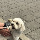 주은세탁소 | 스위스 끝장내기 2편