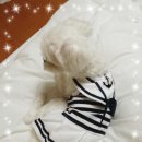 티아라 펫 이미지