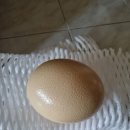 타조알 이미지