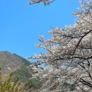 쌍계사십리벚꽃산장