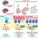 Re: Meningeal lymphatic drainage: novel insights 2025 nature 이미지