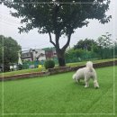 공항 가까운 전원주택 펫시터 이미지