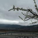 매화랜드 앞 이미지