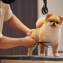 소노펫 뷰티 이미지