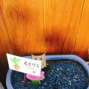 주치골사람들 이미지