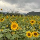 성주성산동고분군전시관 | 성주 성산동 고분군 전시관 | 해바라기밭 대구 근교 가볼만한곳 산책길