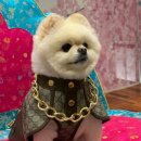 puppy lounge 이미지