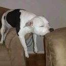 개팔자 상팔자 이미지