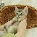 오즈메디칼 이미지