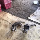 내혜홀농장 이미지