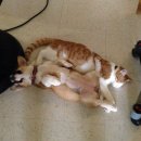 멍뭉이 Daum카페