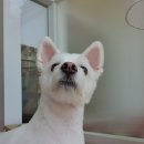 두리애견용품 이미지