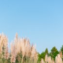 핑크애견 이미지